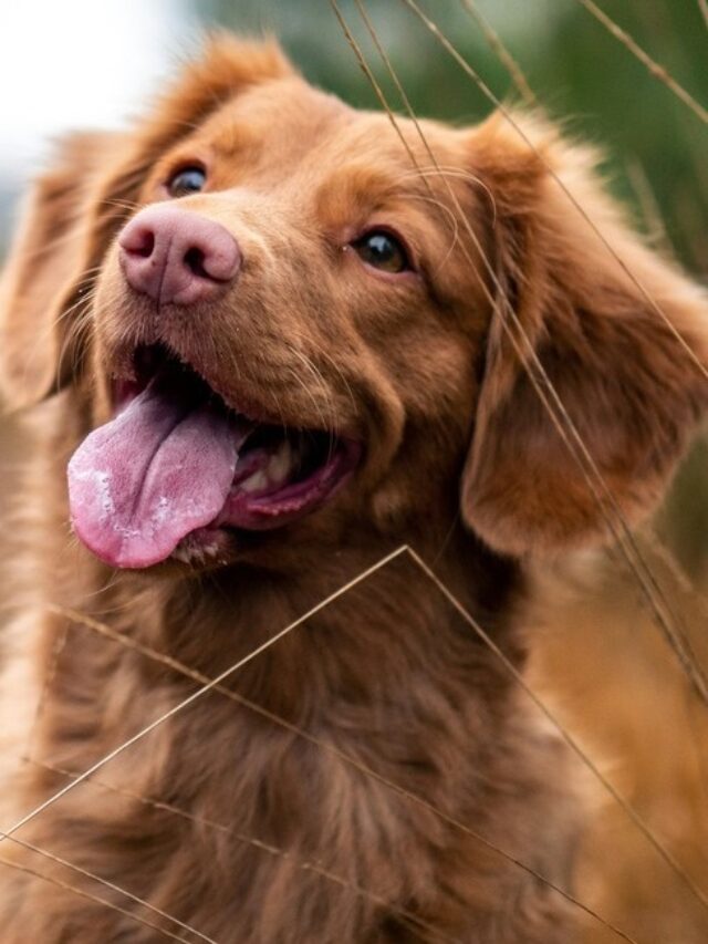 Cachorro Engasgado O que fazer?
